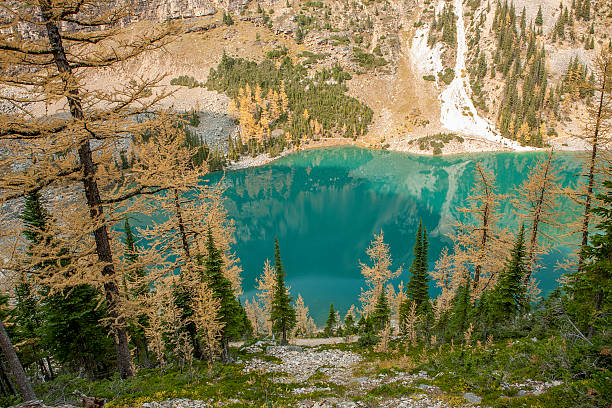 istock mountain lake and larch trees 516439979