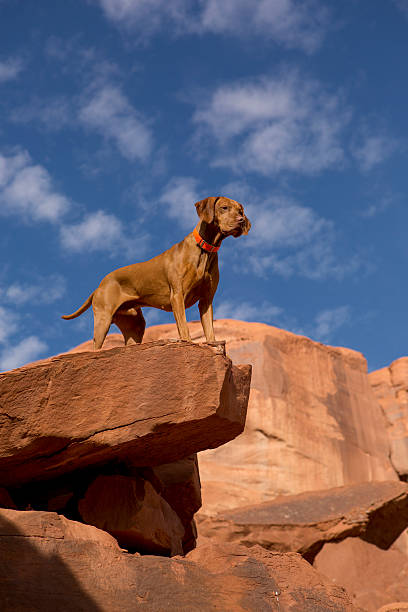 istock dog on the top of the cliff 516440045