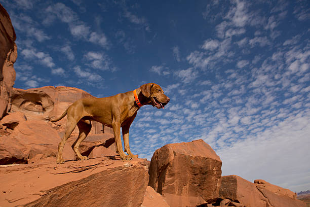 istock hunting dog outdoors 516440047