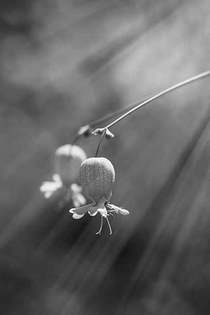 istock Monochrome composition - sunray, Silene vulgaris, Bladder Campion, Maiden's-tears 516440199