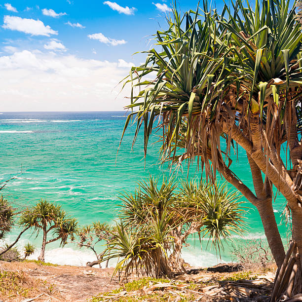 pandanus palm tree - screwpine stock-fotos und bilder