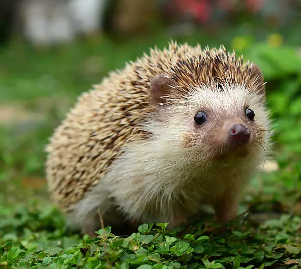 Photo of Hedgehog