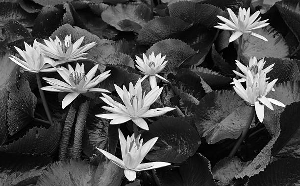 istock Lotus flowers in Thailand. 516442023