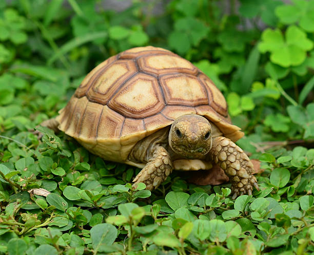african spurred sulcata stock photo