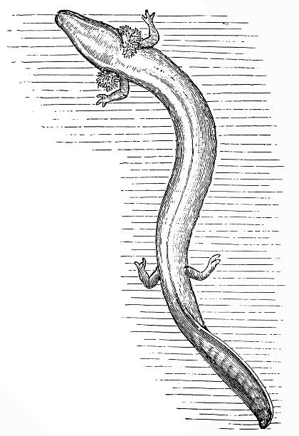 Olm or proteus (Proteus anguinus) Antique illustration of olm or proteus (Proteus anguinus) proteus anguinus stock illustrations