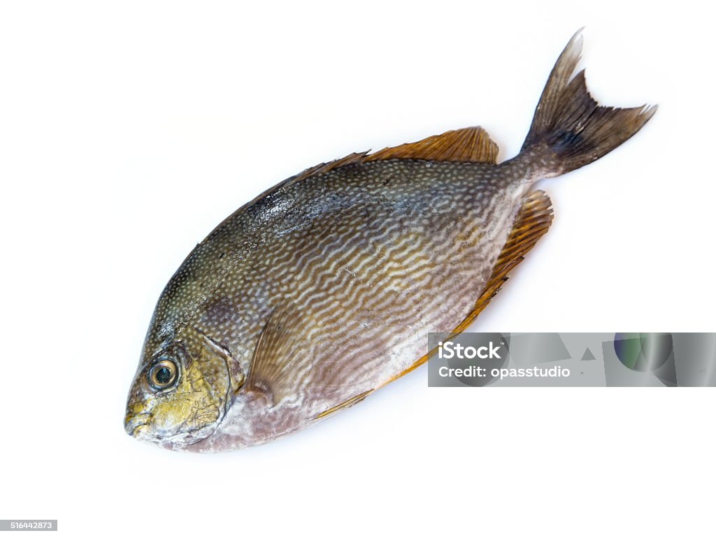 Java Spinefoot Java Rabbitfish Bluespotted Spinefish Or Streaked Spinefoot Fis Stock ...