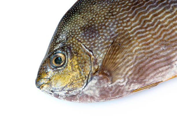 Java Spinefoot 10+ Spinefish Stock Photos, Pictures & Royalty-Free Images - iStock