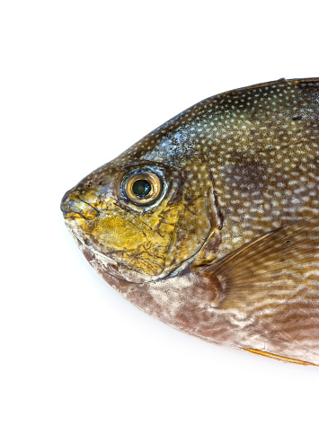 Java Spinefoot Java Rabbitfish Bluespotted Spinefish Or Streaked Spinefoot Fis Stock ...