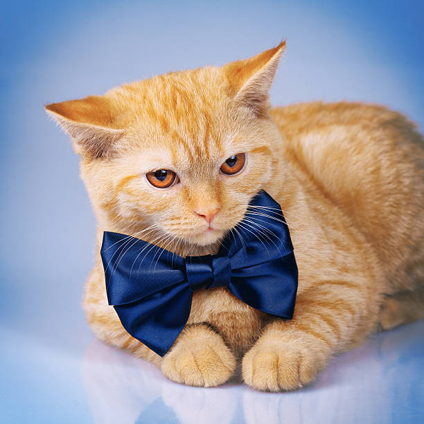 istock Portrait of cute red cat wearing bow tie 516443045