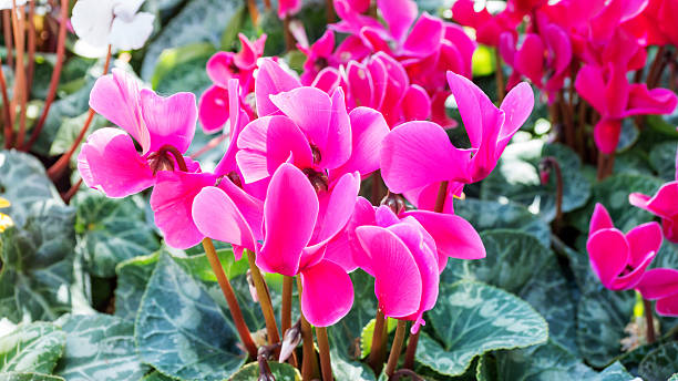 istock pink cyclamen flowers in the garden. 516443386