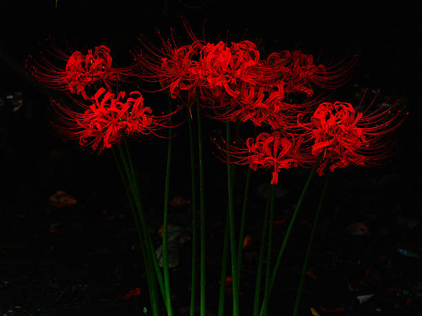 Cluster amaryllis Cluster amaryllis red spider lily stock pictures, royalty-free photos & images