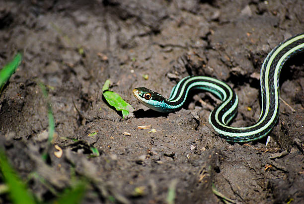 istock Gulf Coast Ribbon Snake 516444139