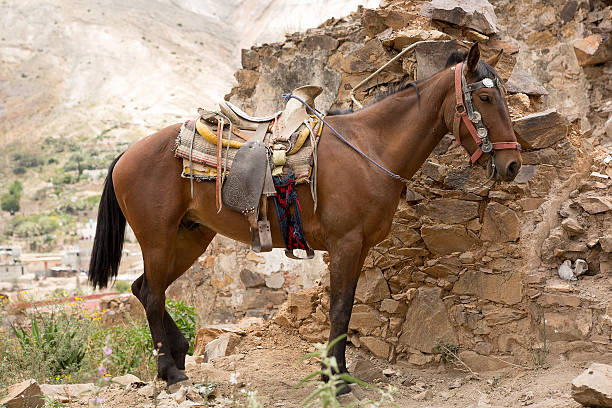istock saddled up Mexican horse 516444145
