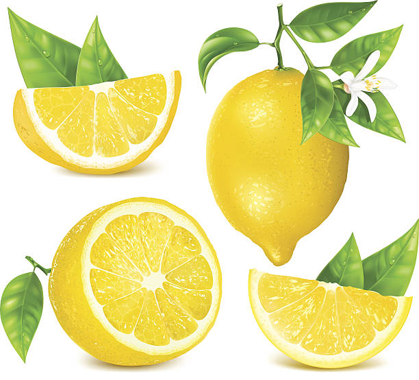 illustrazioni stock, clip art, cartoni animati e icone di tendenza di limoni freschi con foglie e fiori. - lemon