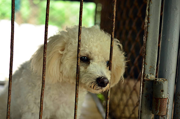 istock lonely dog in cage 516444727