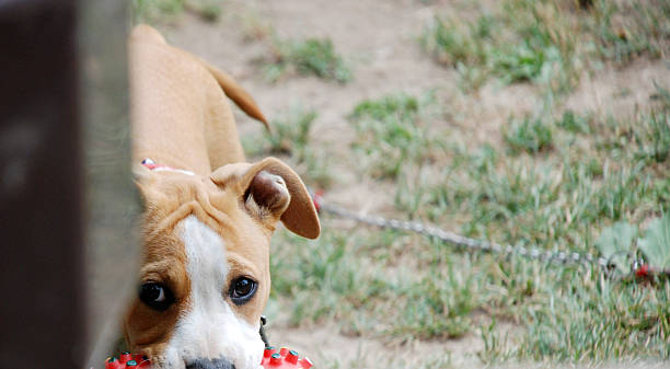 istock American Staffordshire Terrier dog 516444758