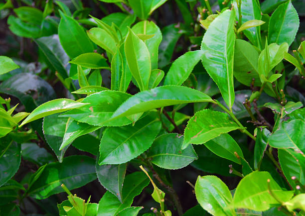 istock Sri Lanka: tea leaves -  tea plantation 516445039