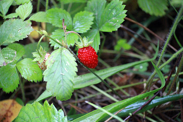 Fresas en una rama - foto de stock