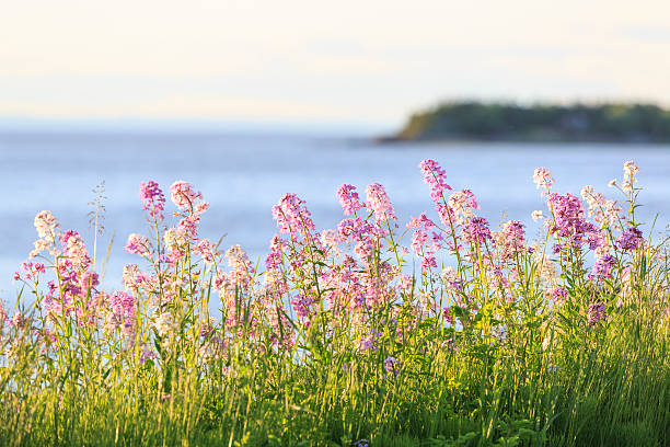 Lilac flowers in white and purple at St. Lawrence River, Quebec, Canada. Les Pelerins island in the background.