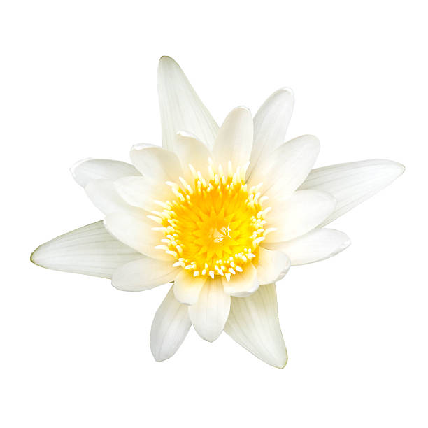 istock White lotus isolated on white with clipping path included 516445578