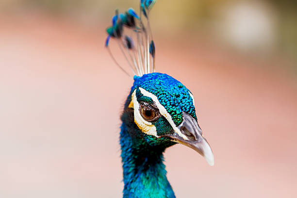 istock Indian (blue) peafowl or peacock (Pavo cristatus). Close up 516446388