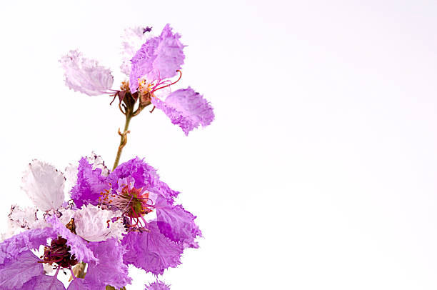 istock Cananga Flowers Cananga odorata 516447418