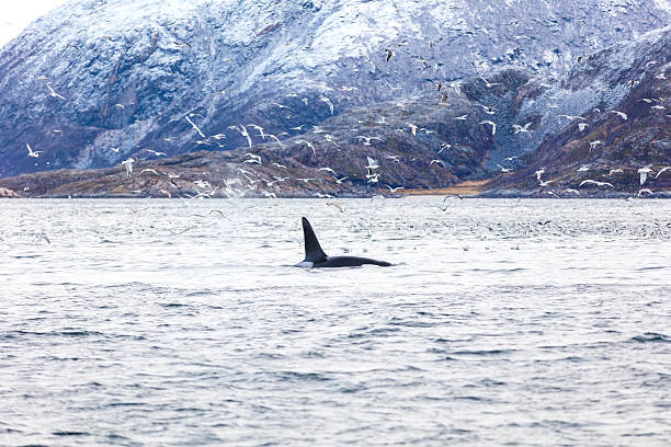 istock Orca killer whale and seagulls hunting fish in the arctic 516447458