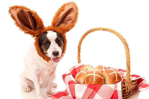 istock Cute Hot Cross Bun Dog 516447792