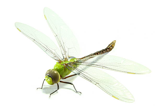 Dragonfly Dragonfly on white background dragonfly photos stock pictures, royalty-free photos & images