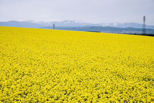 Takikawa, Hokkaido, Japan - May 23, 2015: Although Takikawa is much well known for rice and onions — not canola. it is one of the best places in Japan to admire the canola or rapeseed flower fields. It is planted as a crop rotation cycle in every 3-4 years, therefore, the Rapeseed Festival or ”Nanohana Festival,