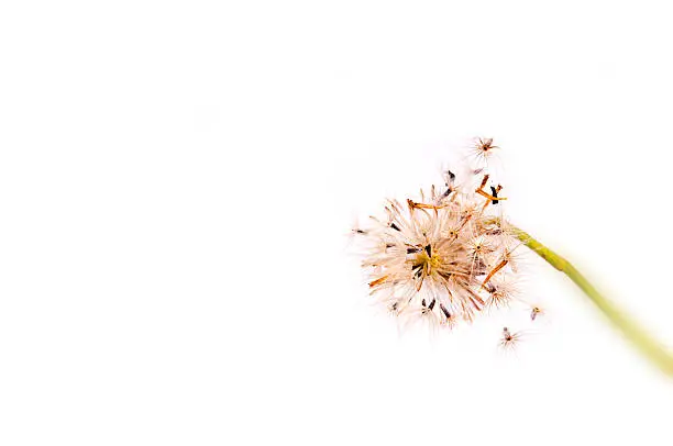 Photo of Grass pollen white background.