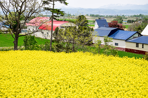 Takikawa, Hokkaido, Japan - May 23, 2015: Although Takikawa is much well known for rice and onions — not canola. it is one of the best places in Japan to admire the canola or rapeseed flower fields. It is planted as a crop rotation cycle in every 3-4 years, therefore, the Rapeseed Festival or ”Nanohana Festival,\