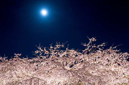 Going to see cherry blossoms at night.