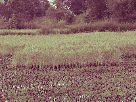 Field of Rice Crop, Oryza Sativa, India