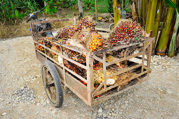 istock Palm oil trolley 516450888