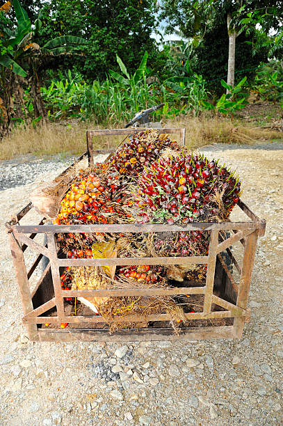 istock Palm oil trolley 516451244