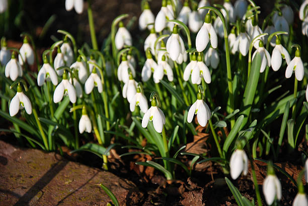 istock Sunlit group of snowdrops 516454056