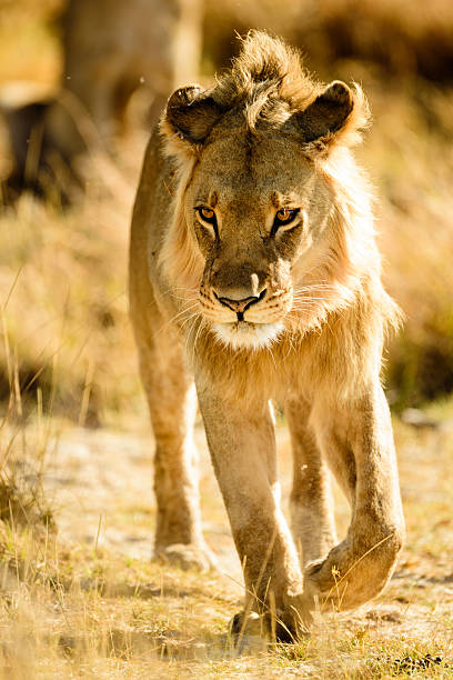 istock Male lion walking towards camera 516454458