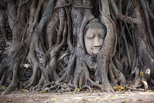 istock Ancient head of Buddha statue in tree root, Ayutthaya, Thailand 516455332