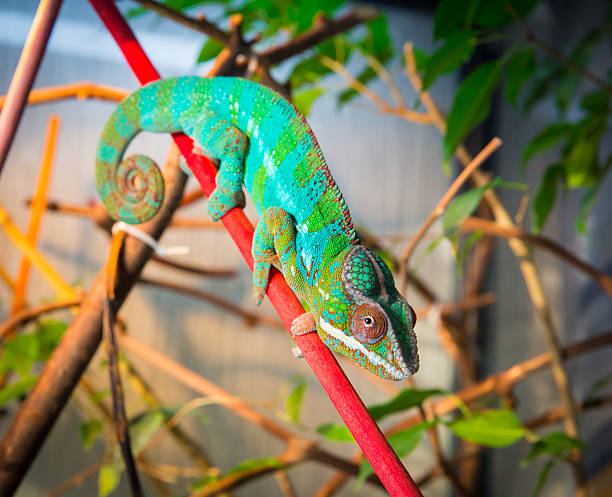 istock Bright and colorful chameleon sitting on a branch 516455554