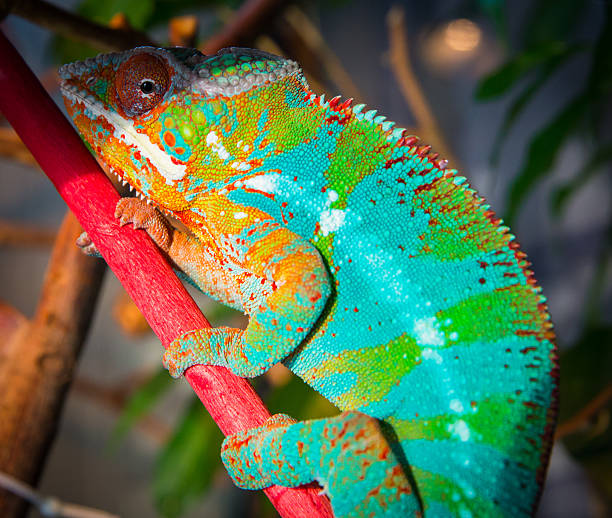 istock Bright and colorful chameleon sitting on a branch 516455846