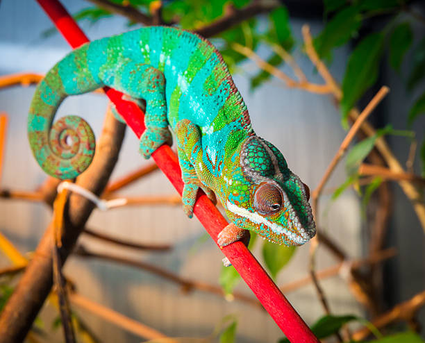istock Bright and colorful chameleon sitting on a branch 516456728