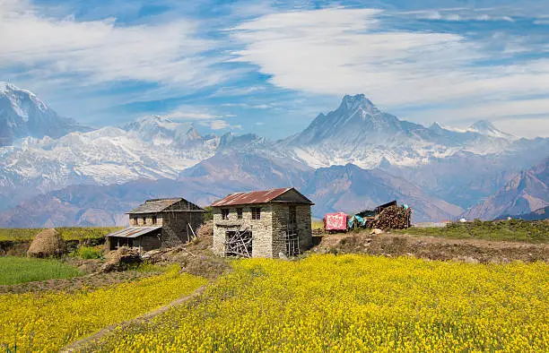 A barn stood in a mustard flowers field against the backdrop of Himalayas 