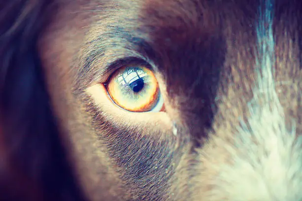 Photo of working cocker spaniel, dog, Eye