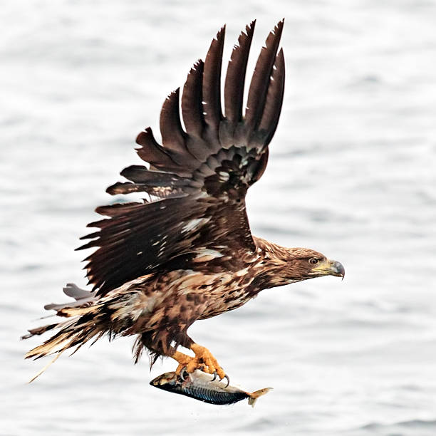 An Immature Bald Eagle eats a spawning salmon on the shore of Sheep Creek in South East Alaska, outside of Juneau.
