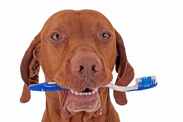 istock dog oral hygiene 516460653