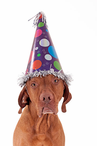 istock sad dog with party hat 516460655