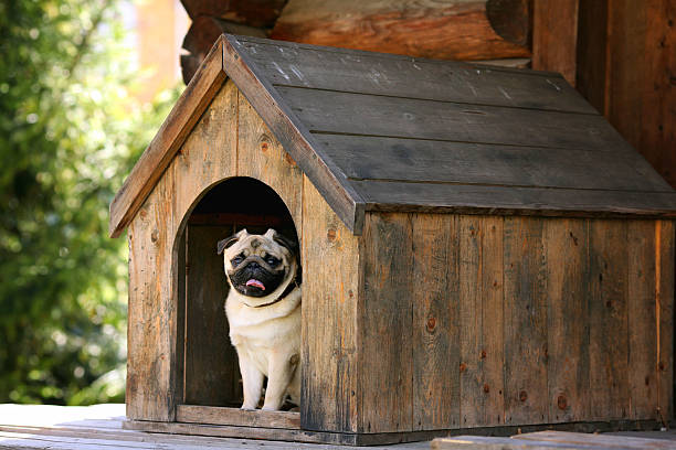 lustiger mops hund in the dog house - hundehütte stock-fotos und bilder