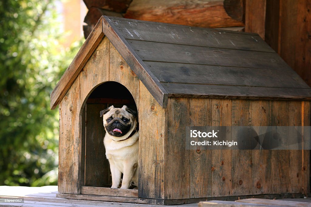 Funny pug dog in the dog house Kennel Stock Photo