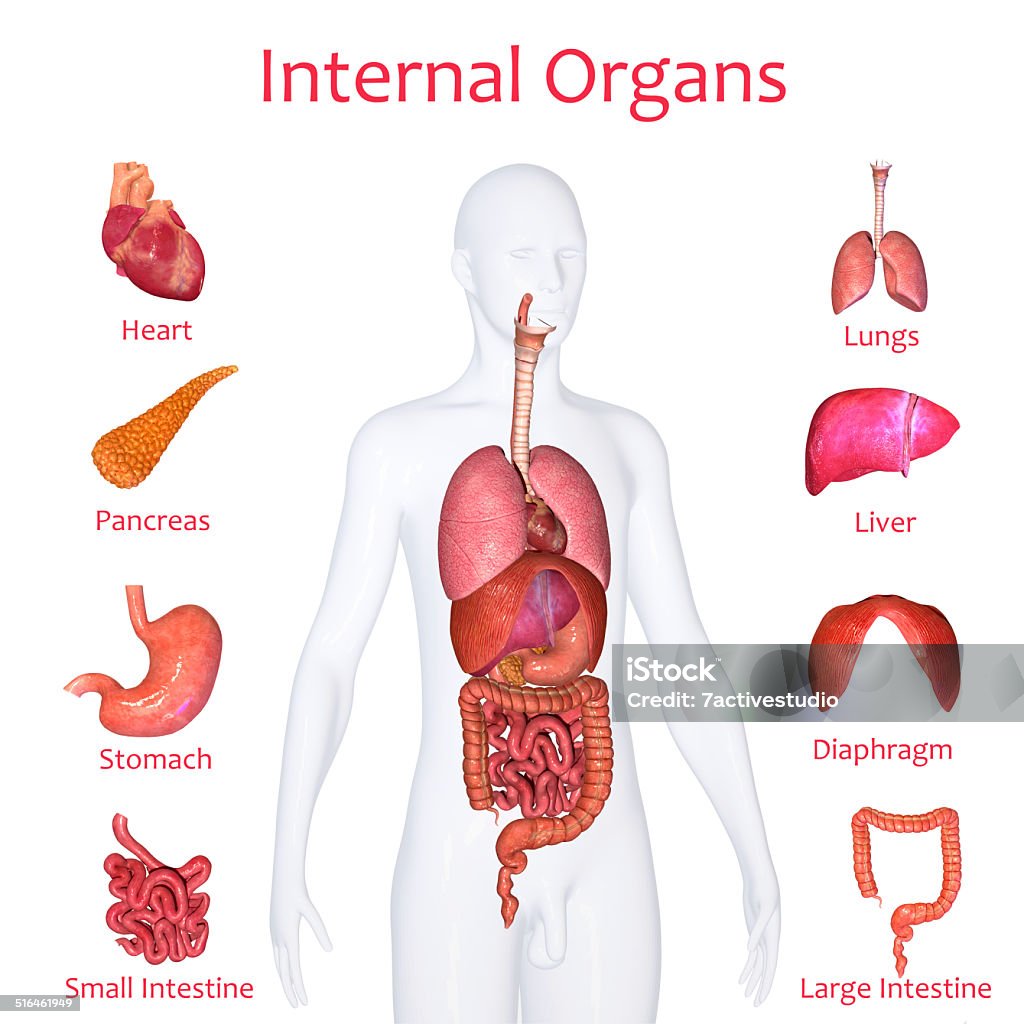 Internal Organs Two or more organs working together in the execution of a specific body function form an organ system. Human Internal Organ Stock Photo